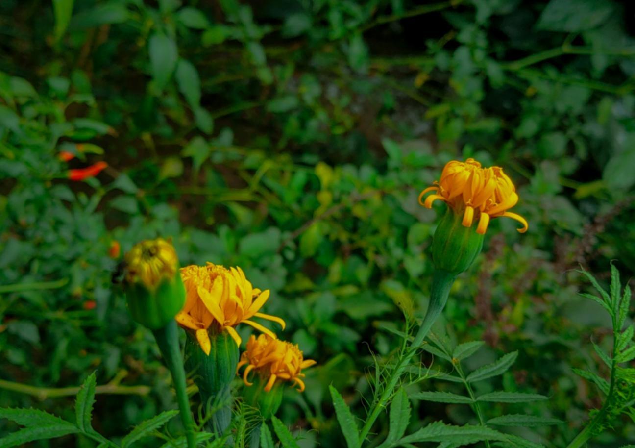 Professional decoration setup process showing attention to detail and craftsmanship